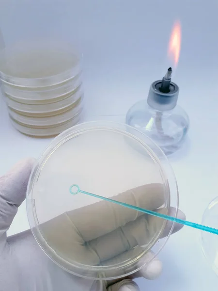 Ett verktyg som används som utsäde biologiskt material på en petriskål med en kultur miljö i en bakteriologisk laboratorium — Stockfoto