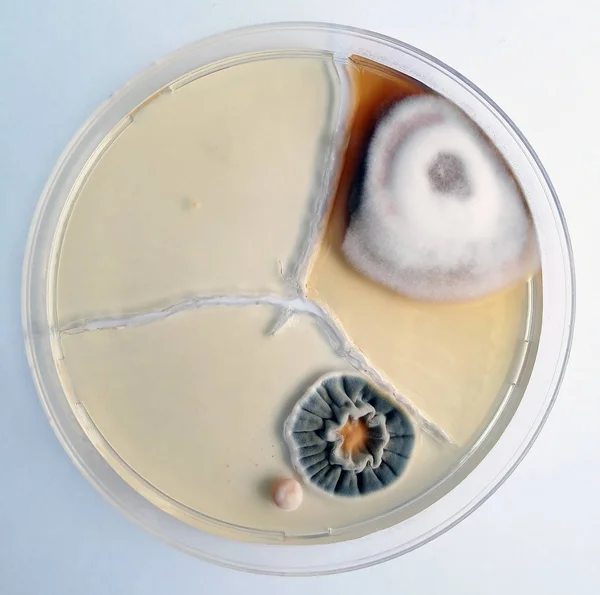 Moldy fungus in a Petri dish grown on a nutrient environment