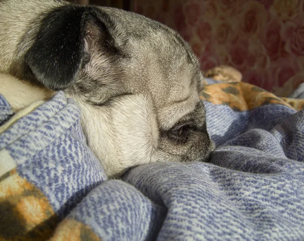 Slapen op een zonnige ochtend wakker pug — Stockfoto