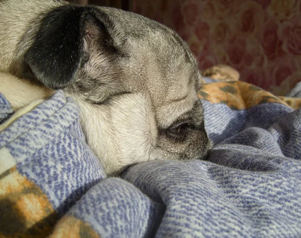 Pug dormindo acordando em uma manhã ensolarada — Fotografia de Stock