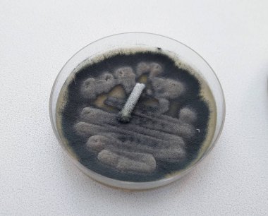Aspergillus fumigatus petri kabına üzerinde büyüdü