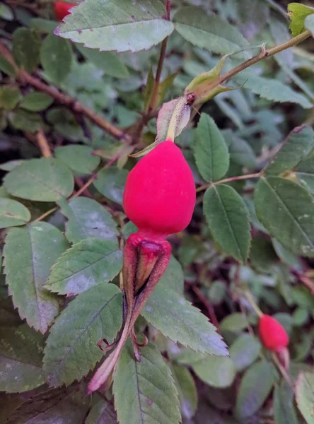 Plody šípkové rosehip rostoucích v přírodě — Stock fotografie