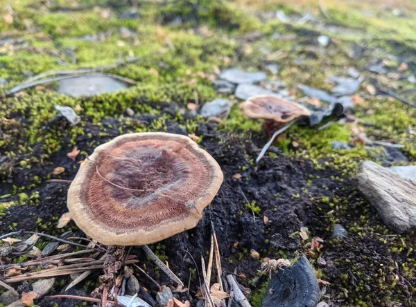 Cogumelos da floresta na grama. Recolha de cogumelos . — Fotografia de Stock