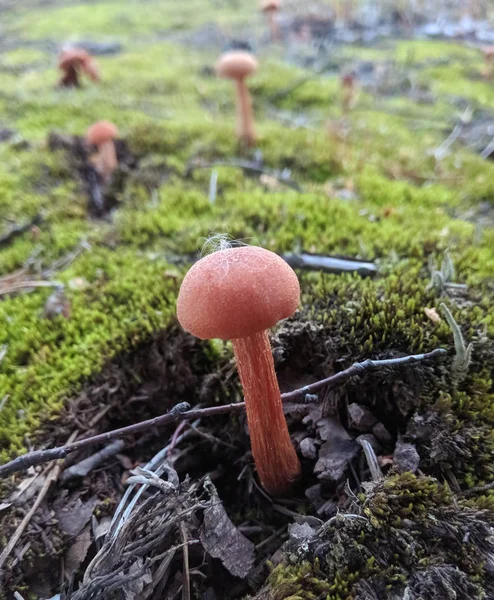 Setas del bosque en la hierba. Recolección de setas . —  Fotos de Stock