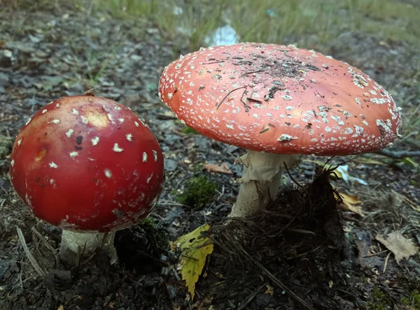 Forest mushrooms in the grass. Gathering mushrooms.