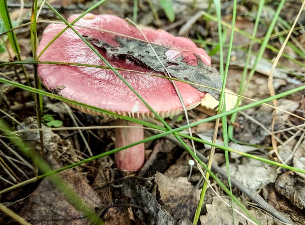 Erdei gomba a fűben. Gombák gyűjtése. — Stock Fotó