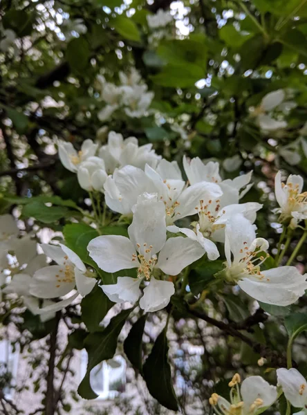 Belle floraison de pommiers dans le parc de printemps — Photo