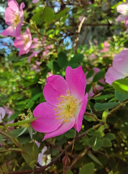 Blommor av hund-ros nypon växer i naturen — Stockfoto