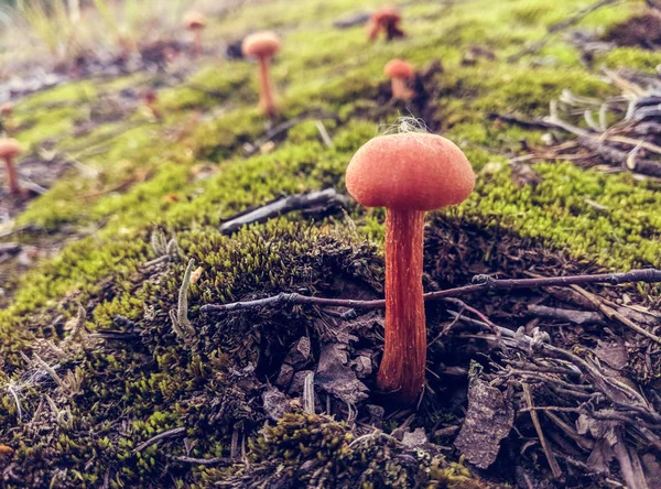 Champignons forestiers dans l'herbe. Récolte des champignons . — Photo