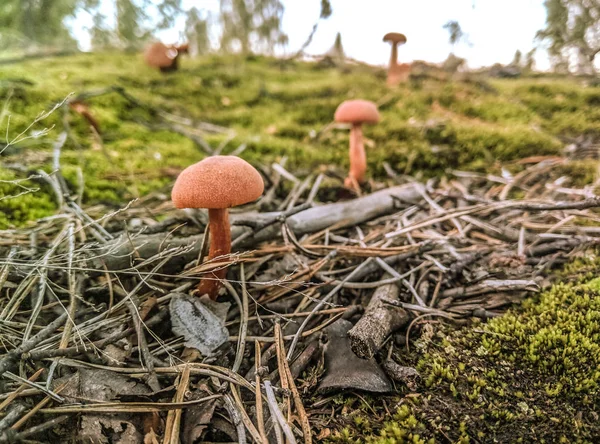 Champignons forestiers dans l'herbe. Récolte des champignons . — Photo