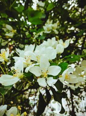 Bahar parkında çiçek açan elma ağaçları.