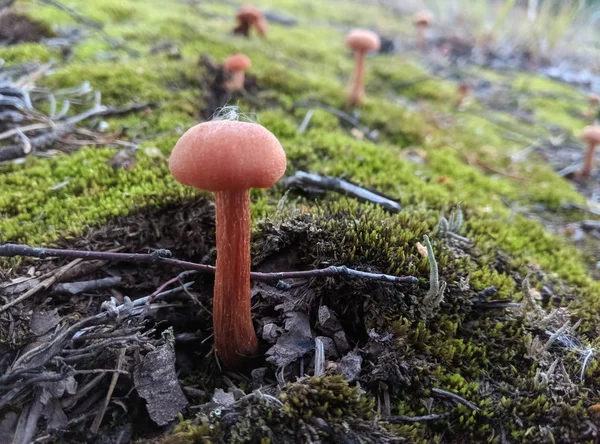 Лісові гриби на траві. Збирання грибів . — стокове фото
