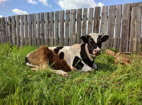 Czarno-białe krowy leżącej na zielonej trawie — Zdjęcie stockowe