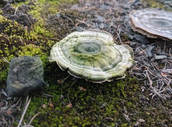 Champignons forestiers dans l'herbe. Récolte des champignons . — Photo