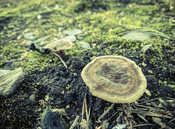 Forest mushrooms in the grass. Gathering mushrooms.