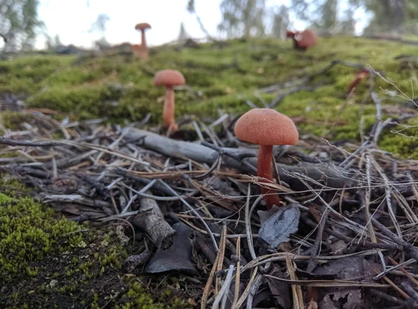 Erdei gomba a fűben. Gombák gyűjtése. — Stock Fotó