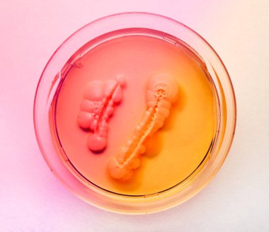 candida albicans grown on a nutrient environment in a Petri dish clipart