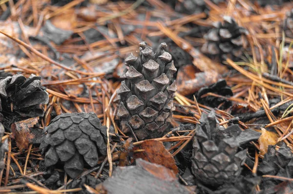 Вогняні шишки на лісі з навмисною малою глибиною різкості — стокове фото