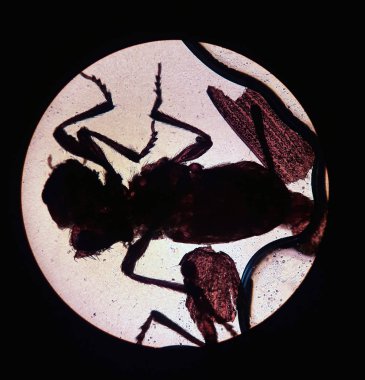 Ixodes kene, mikroskoptan görünüm. laboratuvarda kene