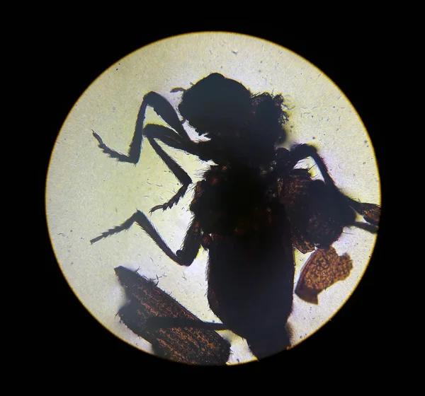 イクソデスは、顕微鏡から見て、ダニ。実験室でダニ — ストック写真