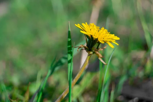 Dandelion growing in the grass on a Sunny day — Stock Photo, Image