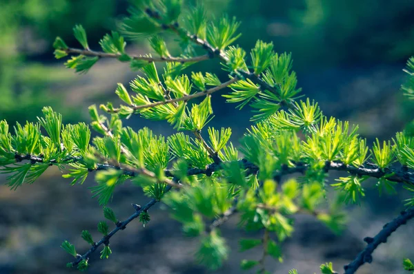 树枝上的绿色叶子。自然背景 — 图库照片