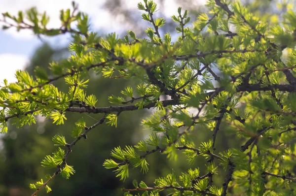 Green Foliage on tree branch. nature background — Stock Photo, Image