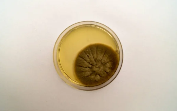 Molde cultivado en un medio agar Sabouraud en una placa Petri — Foto de Stock