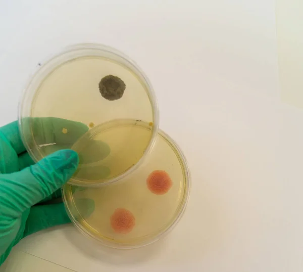 Molde cultivado en un medio agar Sabouraud en una placa Petri —  Fotos de Stock