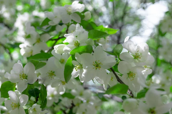 Kvetoucí strom jabloní za slunného letního dne — Stock fotografie