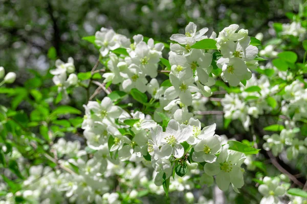 Pommier en fleurs sur une journée ensoleillée d'été — Photo