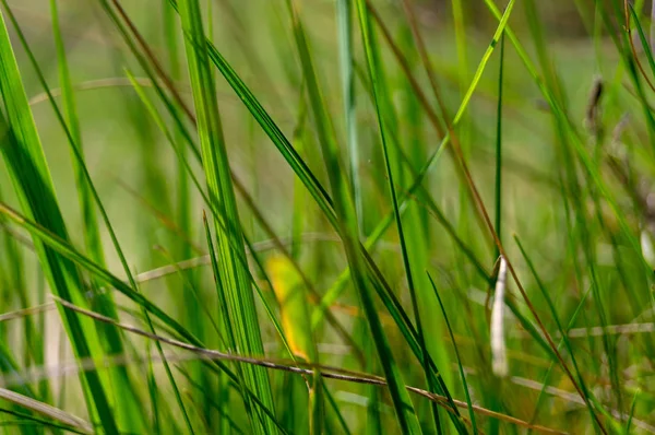 Grüne Grasblätter an einem Sommertag — Stockfoto