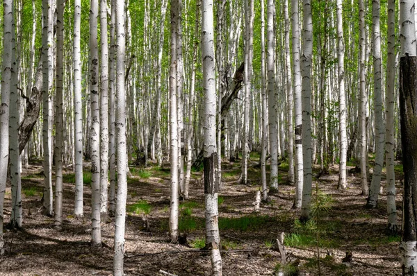 Birch Grove em um dia ensolarado de verão — Fotografia de Stock