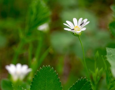 orman bitkileri. Güneşli bir günde ormanda çiçekler