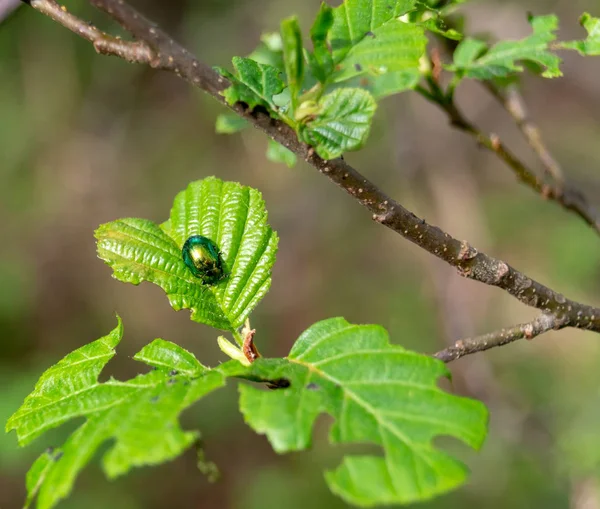 Gökkuşağı Kalkan Hata Calidea dregii Yeşil Yaprak , Close Up , Seçici Odak
