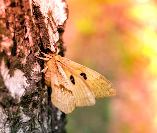 Borboleta marrom sentado em uma bétula na floresta — Fotografia de Stock