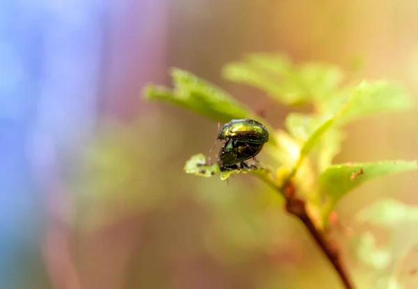 Güzel gökkuşağı böcekleri güneşli bir günde yapraklar üzerinde çiftleşmek — Stok fotoğraf