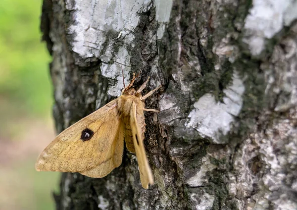 Brown butterfly sitting on a birch tree in the forest — Stock Photo, Image