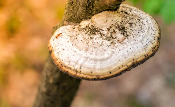 Egy hangya feltérképezi a Tapló gombák egy fa erdőben egy napsütéses napon — Stock Fotó