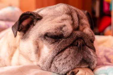yatakta uyuyor kahverengi pug. Evcil hayvan ın dinlenmesi
