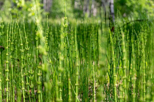 Hintergrund grüner Pflanzen in Form von Stöcken — Stockfoto