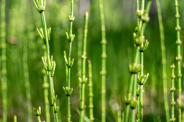 Фон зелених рослин у вигляді паличок — стокове фото