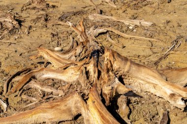 kuru arazi ile eski kahverengi ölü ağaçlar