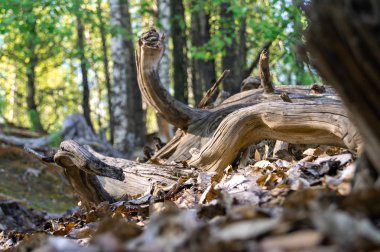 ahşap eski kahverengi kuru ölü ağaç