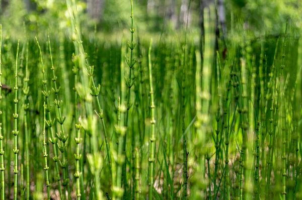 Hintergrund grüner Pflanzen in Form von Stöcken — Stockfoto