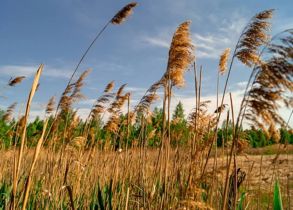 Feld mit gelbem Gras. vor dem Hintergrund von Wald und Himmel — Stockfoto