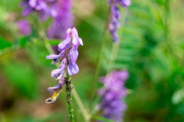 yeşil bir orman arka plan üzerinde büyüyen mor çayır çiçek
