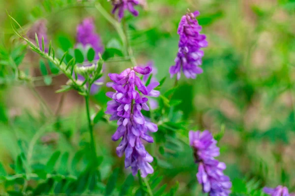 Fiore viola prato che cresce su uno sfondo verde foresta — Foto Stock