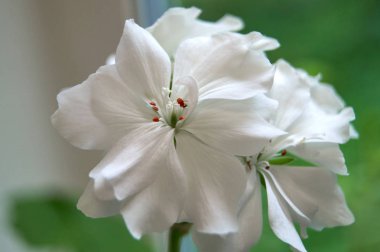 Arka planda yeşil yaprakları ile beyaz bitki çiçek