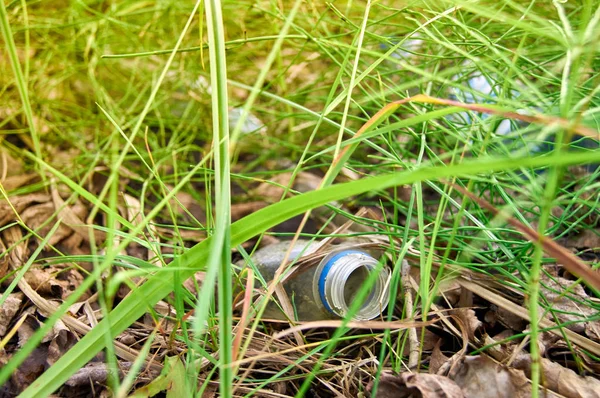 ormandaki çimenlerde plastik şişe. Doğanın kirlilik sorunu.